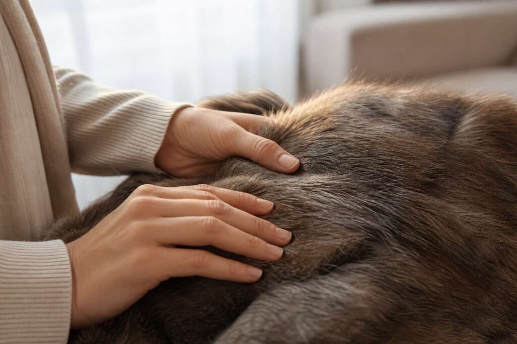 状態のよい毛皮は買取でも有利